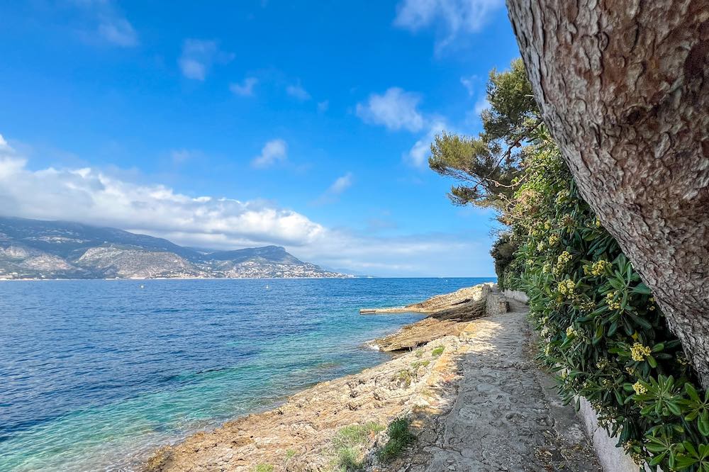 Mimosa trees bloom along parts of the coastal path in Saint-Jean-Cap-Ferrat
