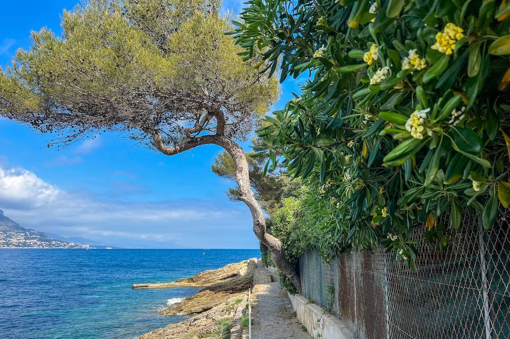 Tree hanging over the mimosa-lined coastal path in Saint-Jean-Cap-Ferrat