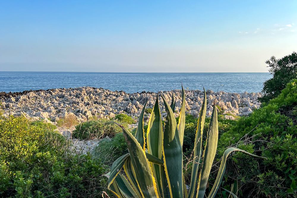 Mediterranean greenery along the Cap Martin coastal walk