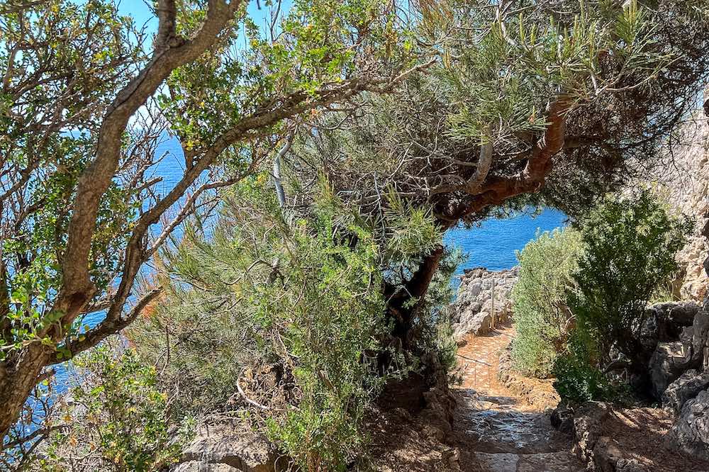 Cap d'Antibes trail shade of trees