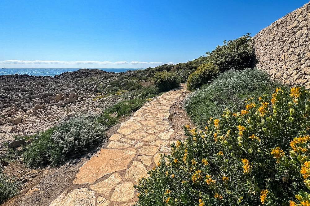 Wildflowers along the path