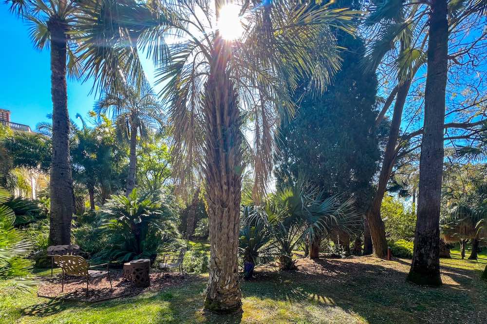 Garden of Mediatheque Noailles in Cannes